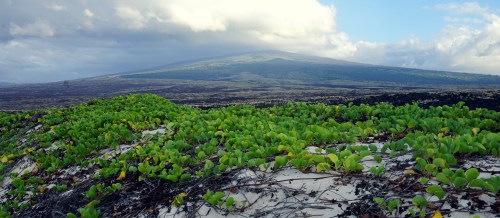 Lush green plants cover sandy terrain with a volcanic mountain in the background under a cloudy sky.
