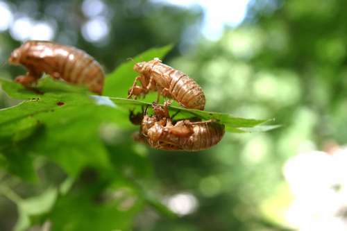 Three cicada exoskeletons clinging to green leaves, with a blurred natural background.