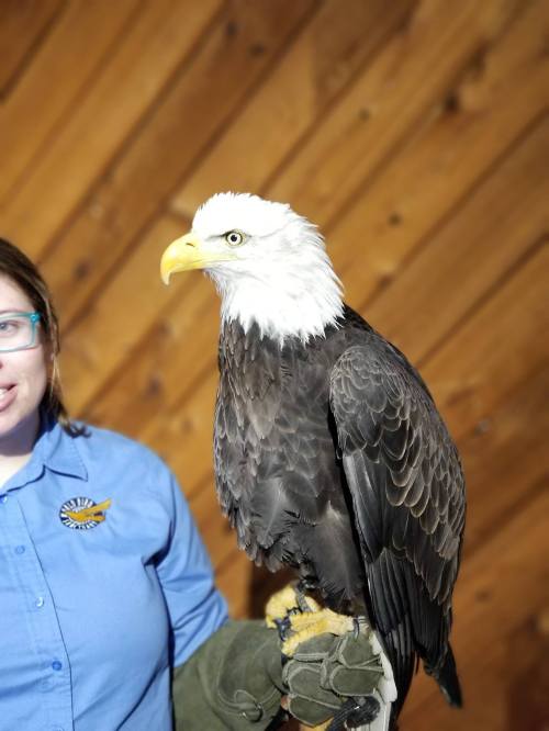 A person in a blue shirt holds a bald eagle on their arm, with a wooden wall in the background.