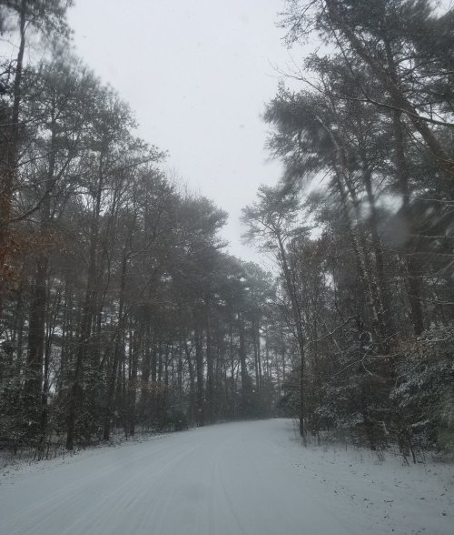 A snowy road winding through a dense forest, with trees partially obscured by falling snow.