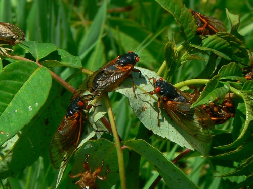 Three cicadas resting on green leaves, surrounded by lush vegetation. Bright red eyes and wings are visible.