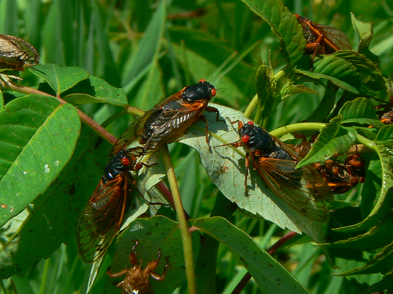 After 17 Years Underground, Cicadas Are Set To Emerge In Illinois