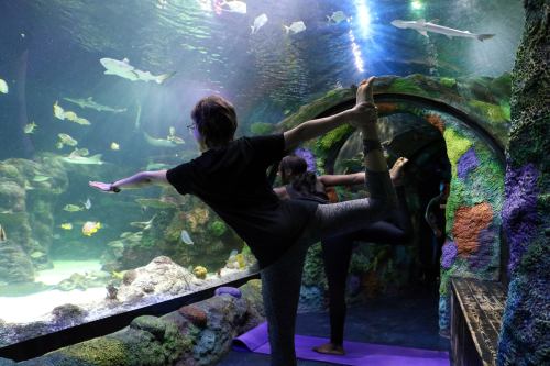 Two people practice yoga poses in an aquarium, surrounded by colorful coral and swimming fish.