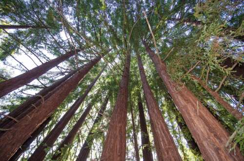 Looking up at tall redwood trees with a bright sky peeking through the lush green canopy.