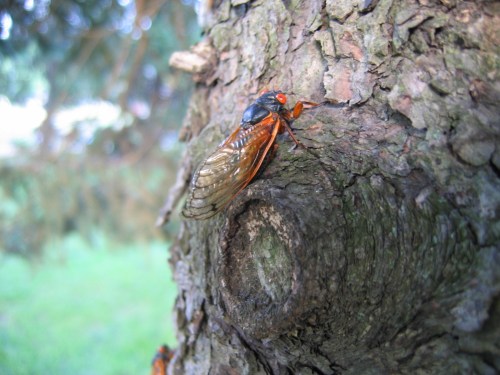 A close-up of a cicada perched on the rough bark of a tree, showcasing its vibrant orange and black colors.