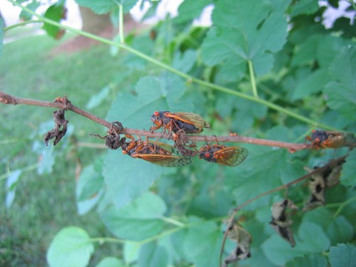 A close-up of several cicadas perched on a thin branch among green leaves.