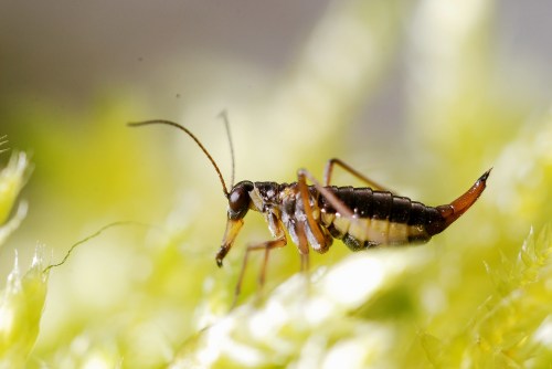 Close-up of a small insect with long antennae on a green, textured surface.