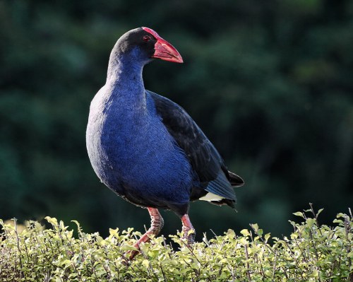 A vibrant blue bird with a red beak and forehead stands on green foliage against a blurred background.