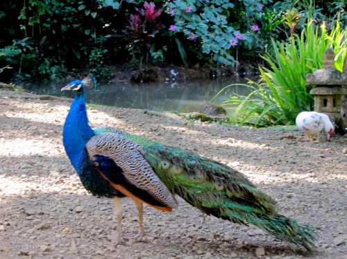A vibrant peacock stands on a gravel path near a pond, surrounded by lush greenery and colorful plants.