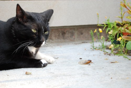 A black and white cat lies on the ground, watching a cicada nearby, with flowers in the background.