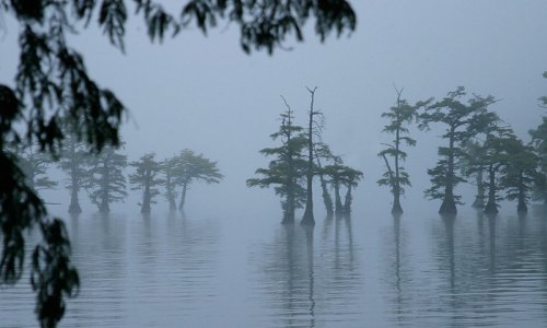 Misty lake with silhouetted trees rising from the water, creating a serene and tranquil atmosphere.