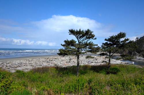 A scenic beach view with two trees, driftwood scattered on the shore, and a blue sky with clouds in the background.