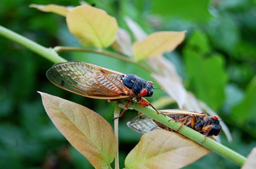 Two cicadas perched on a green stem with light green and brown leaves in the background.