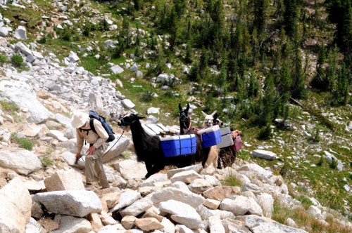 A person climbs a rocky trail with llamas carrying blue packs in a mountainous, green landscape.