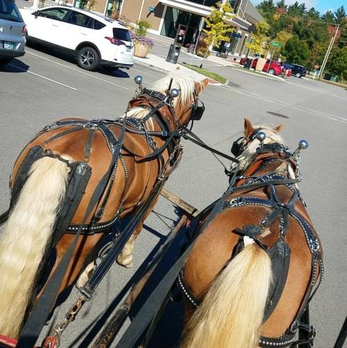 Two horses in harness, pulling a cart, view from behind as they walk through a parking lot.