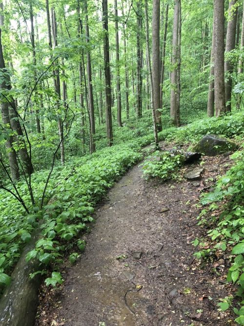 A winding dirt path through a lush green forest, surrounded by tall trees and dense foliage.