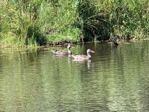 Two ducks swimming in a calm pond surrounded by lush green grass and plants.