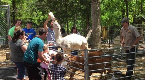 A group of people feeding animals at a petting zoo, including a llama and calves, surrounded by trees.