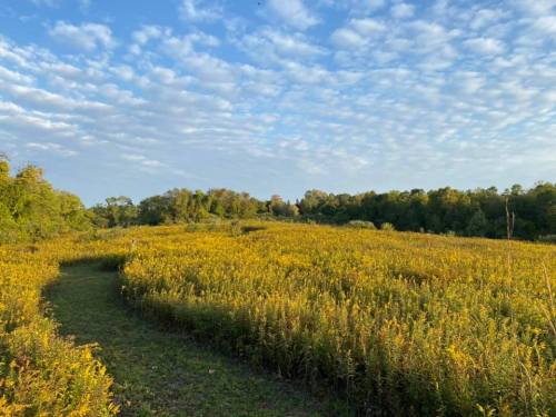 A scenic landscape featuring a field of yellow flowers under a blue sky with fluffy clouds and green trees in the background.