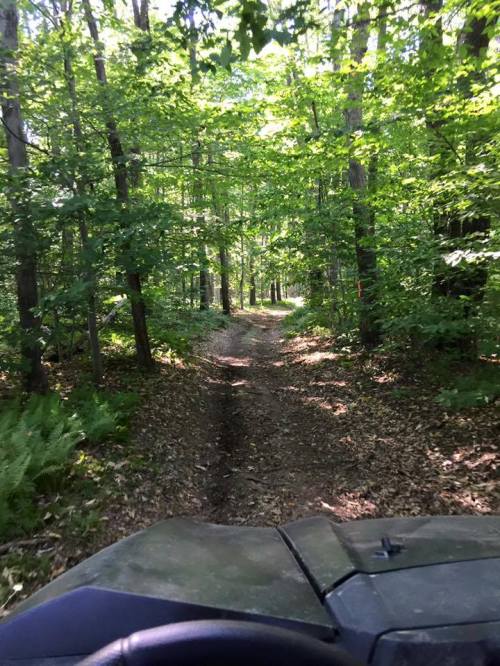 A dirt path winds through a lush green forest, surrounded by trees and dappled sunlight.
