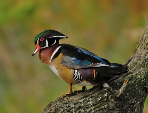 A colorful wood duck perched on a tree branch, showcasing its vibrant plumage and striking features.