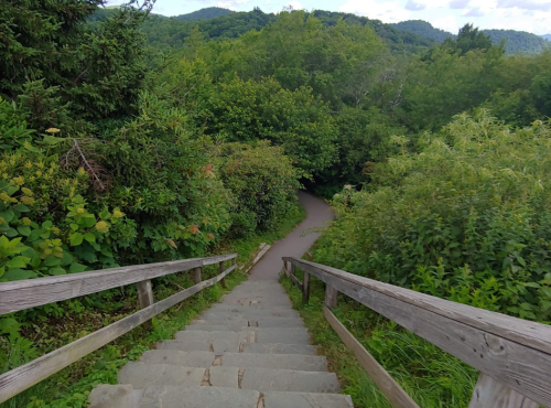 A wooden staircase leads down through lush greenery to a winding path surrounded by trees and plants.
