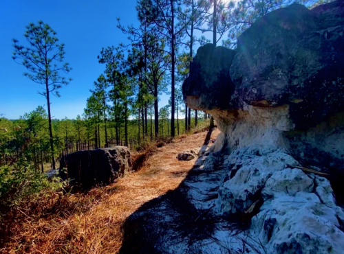 A rocky path lined with pine trees under a clear blue sky, with sunlight filtering through the branches.