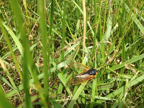 A close-up of a cicada resting on green grass, surrounded by tall blades of grass.