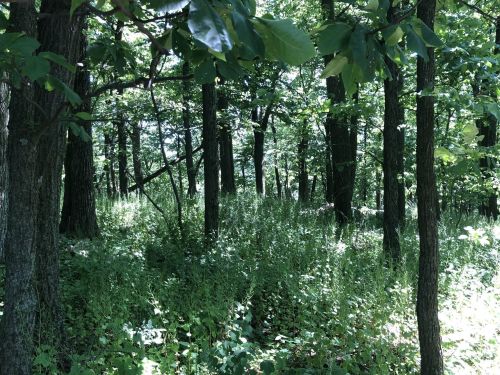 A sunlit forest scene with tall trees and lush green undergrowth, creating a serene and tranquil atmosphere.