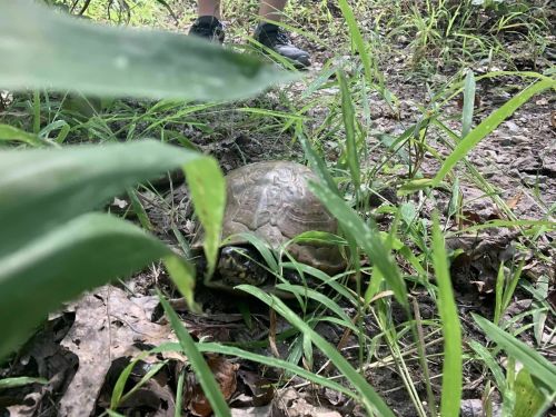A turtle crawls through tall grass on a forest floor, with a person's feet visible in the background.