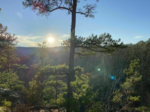 Sunrise over a forested landscape, with tall trees silhouetted against a bright sky and soft lens flares.