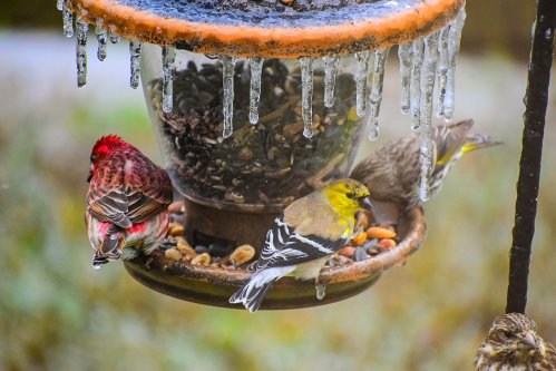 Three birds feeding at a bird feeder, surrounded by icicles, with seeds and nuts scattered below.
