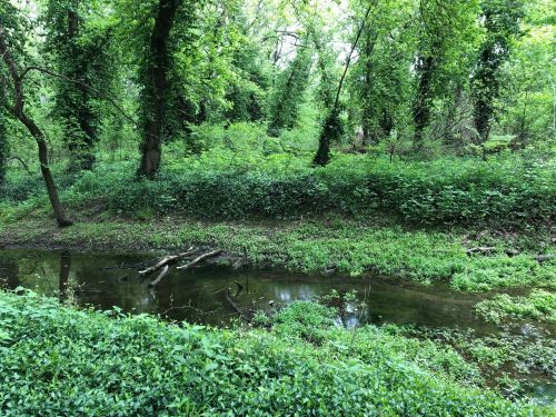 A serene forest scene with lush green trees and a calm stream reflecting the greenery.