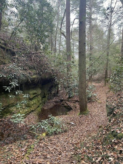 A serene forest path with a rocky outcrop, surrounded by trees and lush greenery, leading to a small stream.