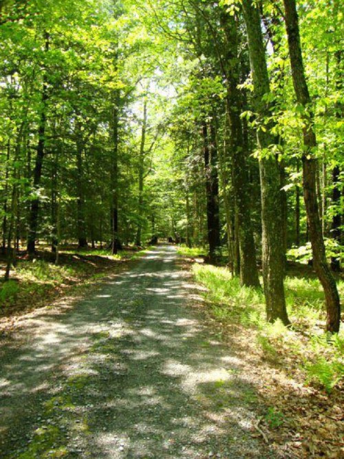 A gravel road winding through a lush green forest, dappled sunlight filtering through the trees.