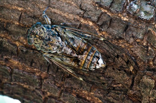 A close-up of a cicada resting on a textured tree bark, showcasing its detailed wings and body patterns.