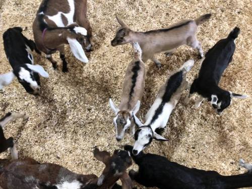 A group of goats of various colors and sizes gathered on a bed of straw in a barn setting.