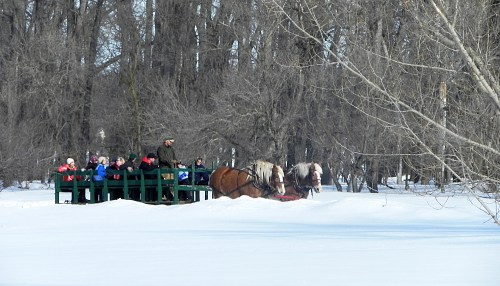 A group of people on a sled pulled by horses, surrounded by snow-covered trees in winter.
