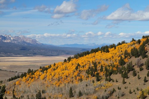 A vibrant hillside covered in golden autumn trees, with mountains and a blue sky in the background.