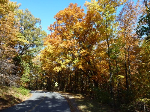 A winding road surrounded by vibrant autumn trees with golden and orange leaves under a clear blue sky.