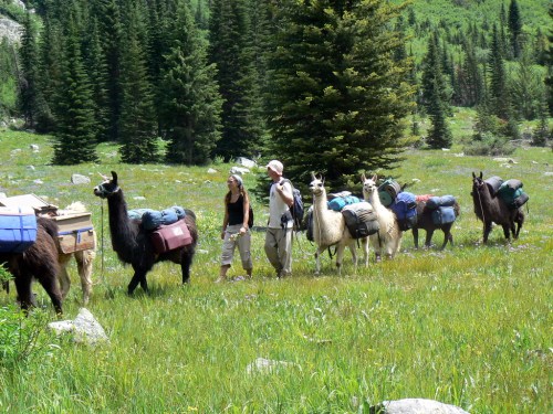 A group of llamas carrying packs walks through a grassy field, accompanied by two hikers in a forested area.