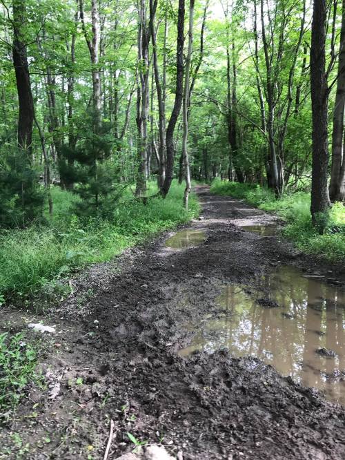 A muddy trail winding through a lush green forest, with puddles reflecting the surrounding trees.