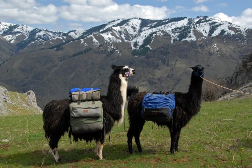 Two llamas with backpacks stand on a grassy hillside, with snow-capped mountains in the background under a blue sky.