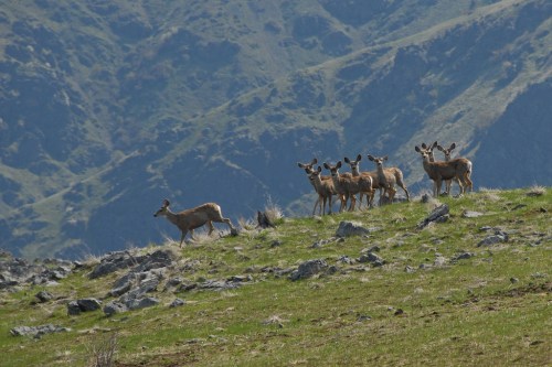 A group of deer stands on a grassy hillside, with rocky terrain and mountains in the background.