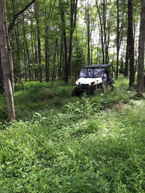 A side-by-side vehicle navigating through a lush green forest with tall trees and dense undergrowth.