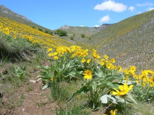 A vibrant landscape featuring a path lined with bright yellow flowers, surrounded by rolling green hills and blue skies.