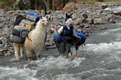 A person wades through a river, leading two llamas loaded with backpacks along a rocky bank.