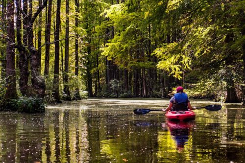 A person in a red kayak paddles through a serene, tree-lined waterway surrounded by lush greenery.