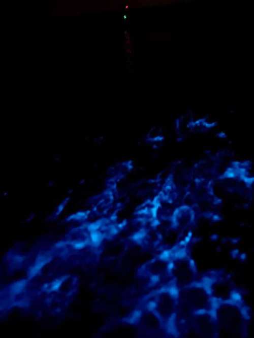 Bioluminescent waves glow in shades of blue against a dark ocean backdrop, with a distant green light visible.