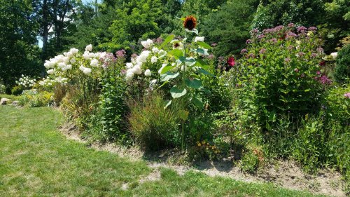 A vibrant garden with blooming flowers, including a tall sunflower, surrounded by lush greenery and colorful plants.